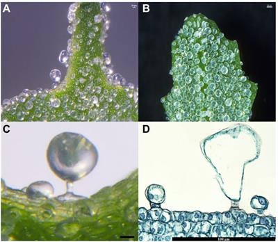 Frontiers | Structure, development, and the salt response of salt